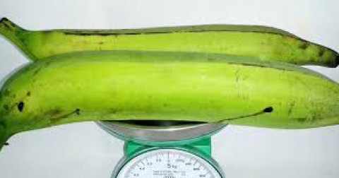 Tá quạ - Loại chuối có kích thước khủng nhất Việt Nam