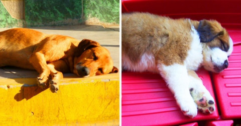 Dáng ngủ của cún cưng tiết lộ điều gì về chúng?