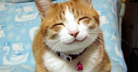 20 khoảnh khắc đáng yêu của động vật khiến bạn cảm thấy dễ chịu