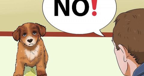 Bật mí cách dạy cún yêu đi vệ sinh đúng chỗ