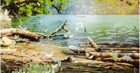 Mùa bướm bay trên hồ Ba Bể - Hồ nước ngọt tự nhiên lớn nhất Việt Nam