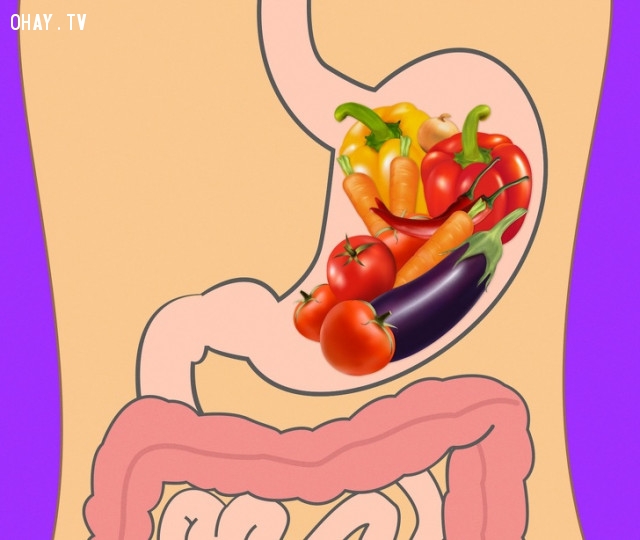 Các loại rau sống,hệ tiêu hóa,cơ thể con người,quá trình tiêu hóa,giảm cân,thời gian tiêu hóa,trao đổi chất,tuổi tác,thức ăn,thực phẩm