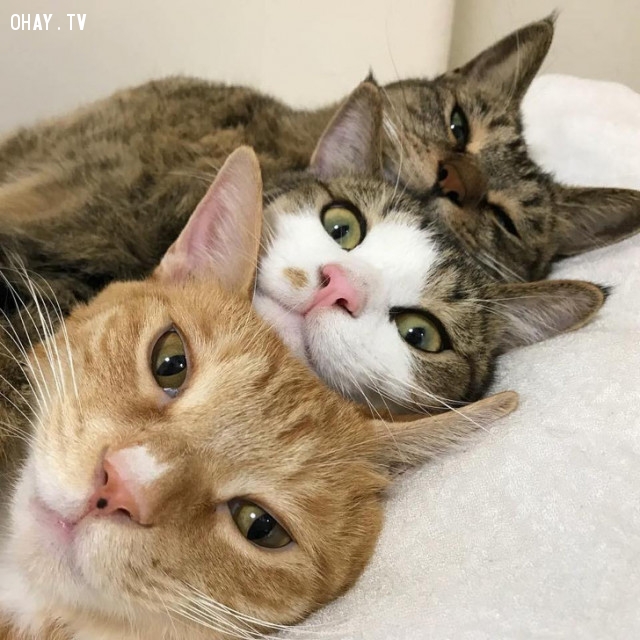 Bạn có yêu thích mèo và thích chụp ảnh selfie? Hãy xem thử ảnh mèo selfie này. Bạn sẽ được chiêm ngưỡng vẻ đẹp ngọt ngào của chú mèo này, cùng với bộ lông mướt mà bất kỳ ai cũng ao ước.