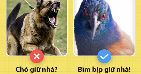 Thời đại nuôi chó để trông nhà đã qua rồi. Giờ muốn 'chất' là phải nuôi bìm bịp cơ.