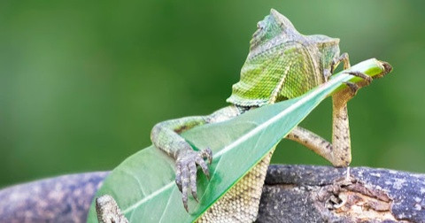 5 loài bò sát kì lạ trên thế giới