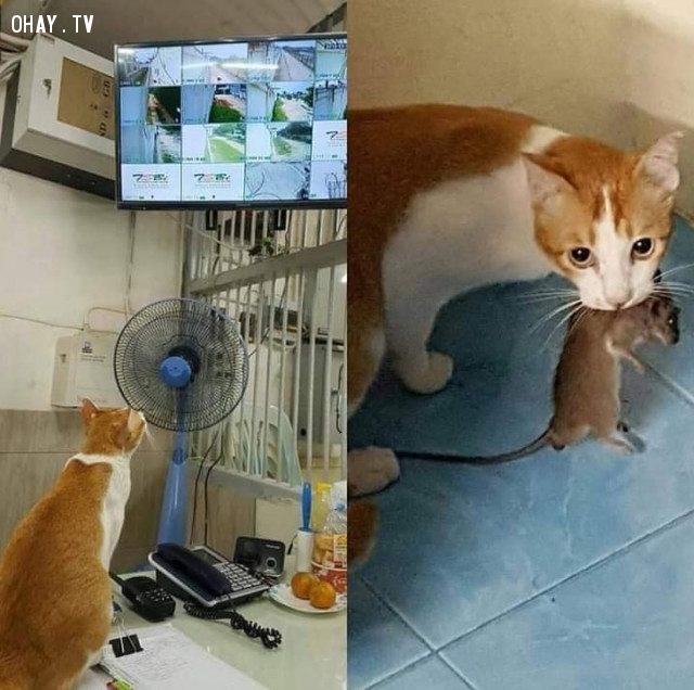 Mèo thời đại công nghệ nó phải thế =))