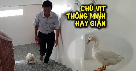 Chú vịt thông minh, hay giận dỗi nổi tiếng khắp Cà Mau