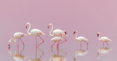 Những bức ảnh đẹp nhất năm 2018 do National Geographic bình chọn