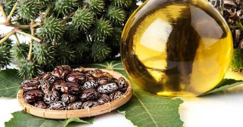 5 lợi ích bạn cần biết về dầu thầu dầu