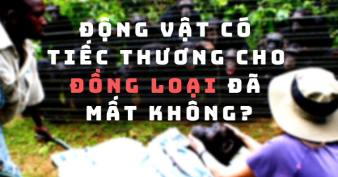 Động vật có khóc thương cho cái chết như con người?