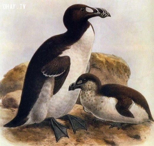 6. Chim Anca Lớn (năm 1852) 6. Chim Anca Lớn (năm 1852),động vật,lịch sử,trái đất,tuyệt chủng,lịch sử tiến hóa