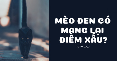 Những con mèo đen có mang lại điềm xấu?