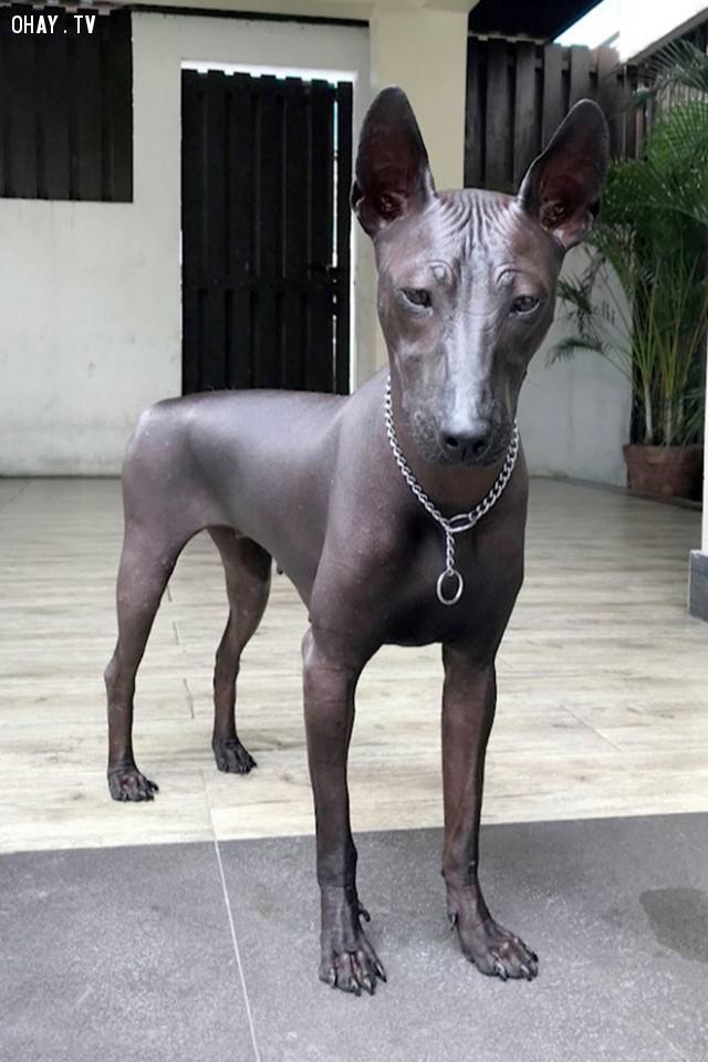 ,loài chó,thú cưng,động vật,bức tượng,philippines,chú chó piper