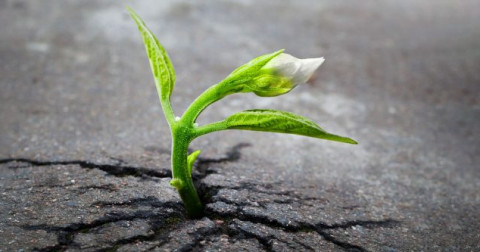 Hạt giống đầu tiên nảy mầm trên Mặt trăng - Bước tiến vĩ đại của khoa học