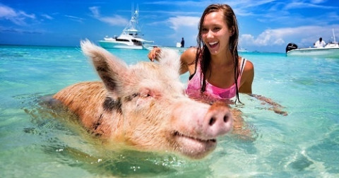 Nền kinh tế Bahamas khởi sắc nhờ lợn