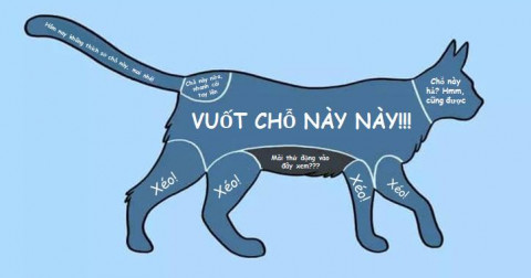 Hướng dẫn cách vuốt ve các thú cưng
