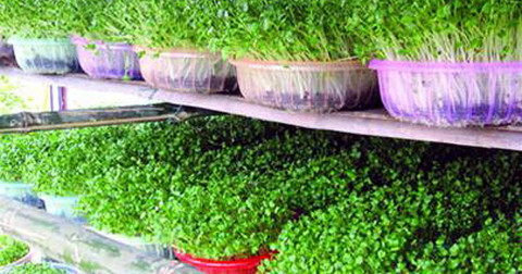 Hướng dẫn trồng rau mầm cực đơn giản tại nhà