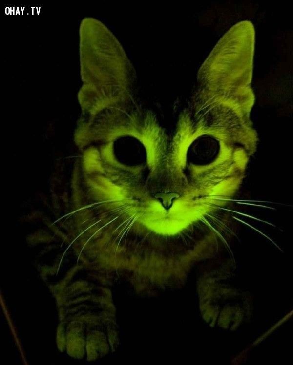 25 điều thú vị về loài mèo - Bình An